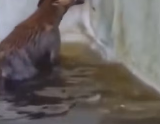 H2901002_My garden has fairy #wholesome #animals