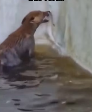 H2901002_My garden has fairy #wholesome #animals