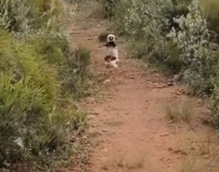 H2901003_How we became lemur grandparents #wholesome #animals