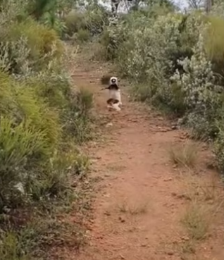 H2901003_How we became lemur grandparents #wholesome #animals