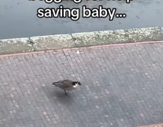 H2901004_We have to be there voice #wholesome #animals