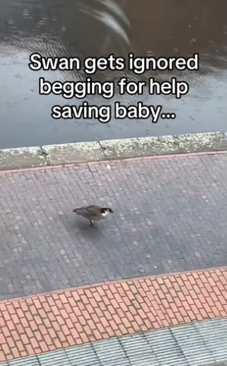 H2901004_We have to be there voice #wholesome #animals