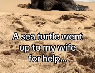 H2901005_Turtle get stuck in Harbor wall while trying to birth babies ##wholes…