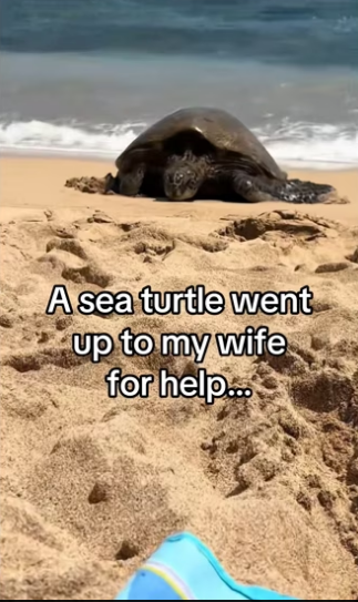 H2901005_Turtle get stuck in Harbor wall while trying to birth babies ##wholes…