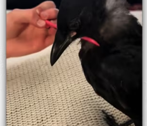 Man adopts hungry black bird cries help on his car_part2