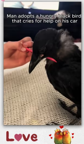Man adopts hungry black bird cries help on his car_part2