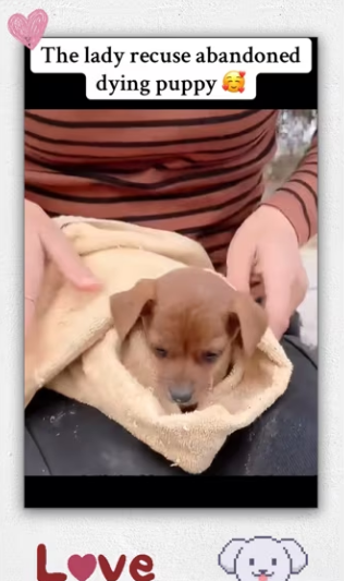 What will you do if you see abandoned puppy_part2