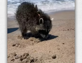 Adopt an orphaned baby panda park ending_part2