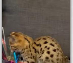 Girl rescue cat on highway_part2