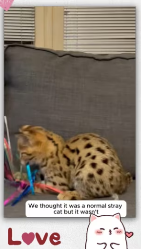 Girl rescue cat on highway_part2