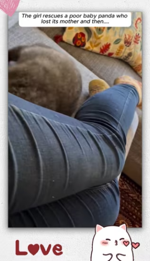 Girl rescues poor baby panda who lost its mother.._part2