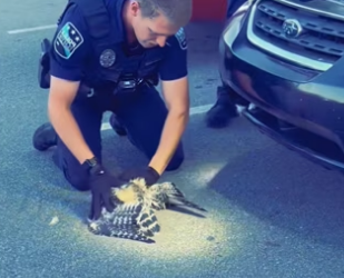 H3101004_tiktok_746207854_part2