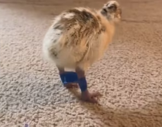 H3101005_tiktok_746139171_part2