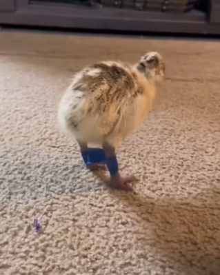 H3101005_tiktok_746139171_part2