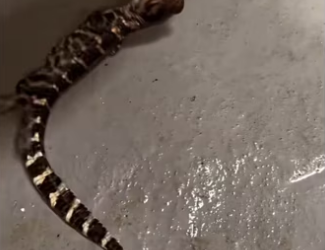 H3101001_tiktok_746511835_part2