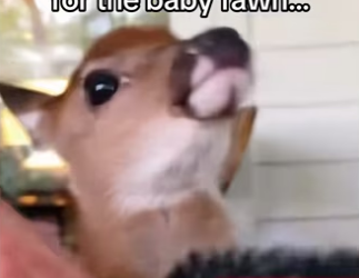 H3101002_tiktok_746462842_part2