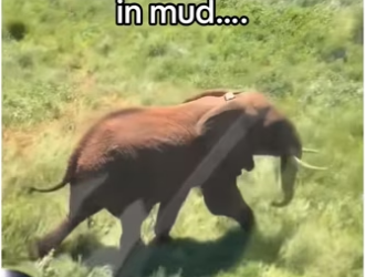 H3101003_tiktok_746503266_part2