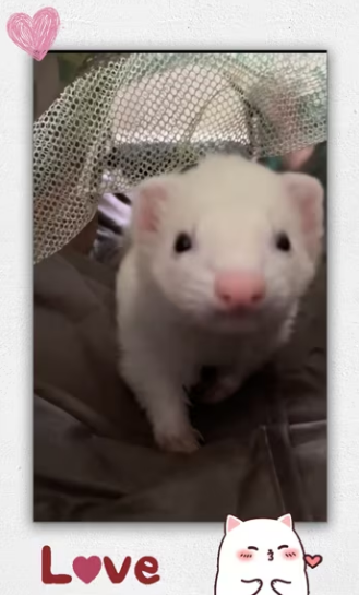 If it were you, would you save cute baby_part2