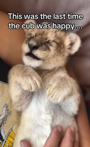 H3101004_tiktok_746259274_part2