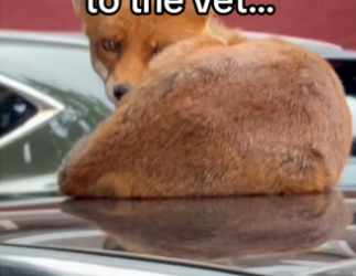 H3101005_tiktok_746541210_part2