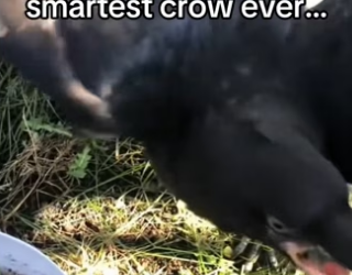 H3101001_tiktok_746850386_part2