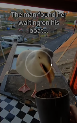 H3101002_tiktok_746961589_part2