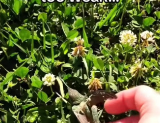 H3101003_tiktok_746837445_part2