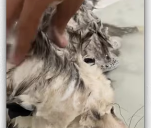 If it were you, would you save possum_part2