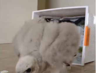 H3101001_tiktok_747097148_part2