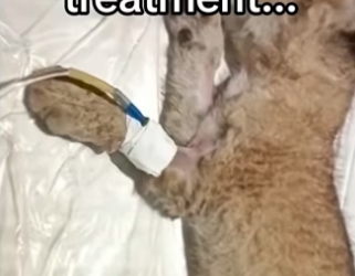 H3101004_tiktok_747024644_part2