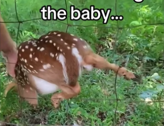 H3101002_tiktok_747254256_part2