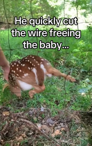 H3101002_tiktok_747254256_part2