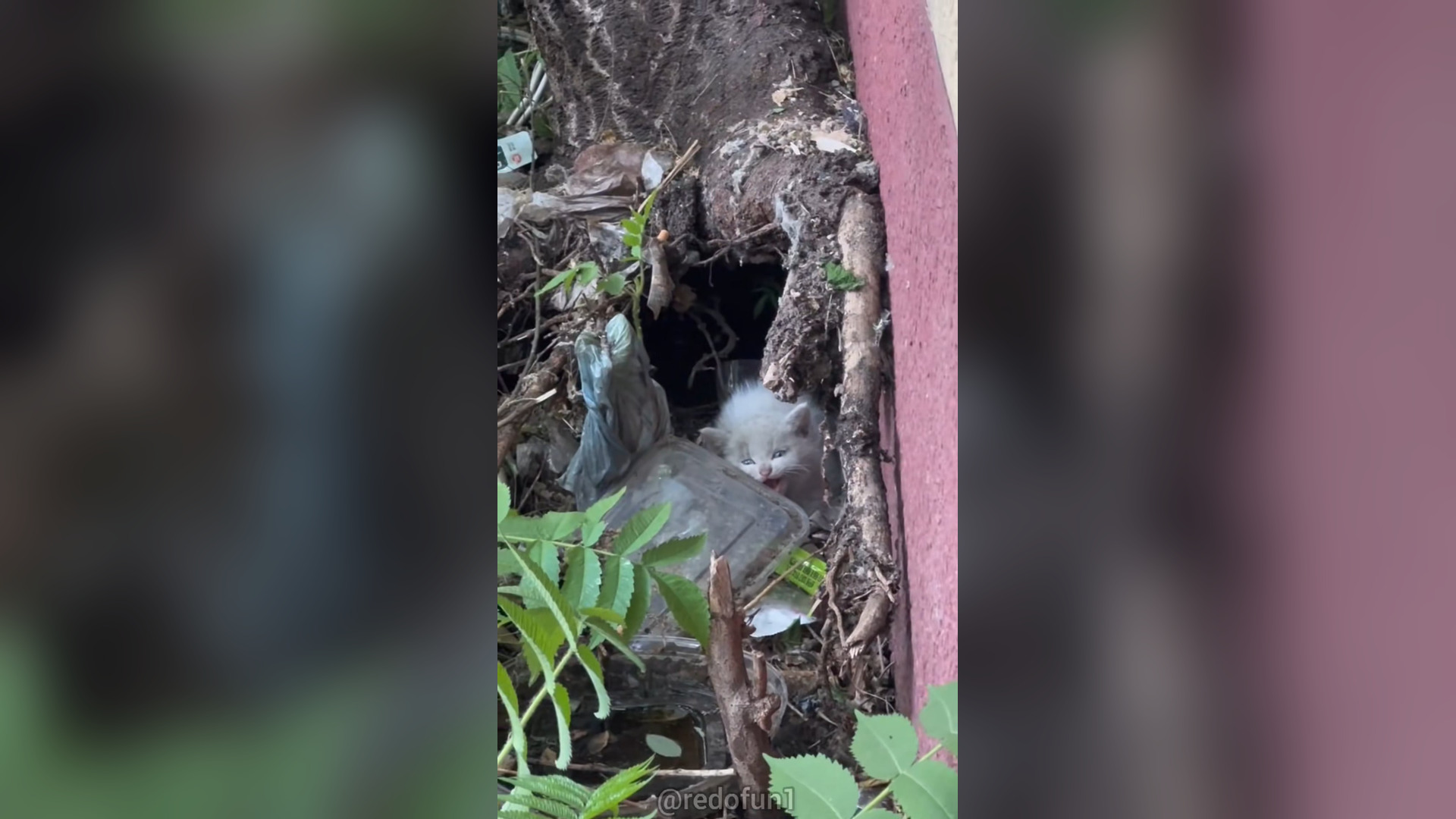 H2603007_So cute kitten.#help #cute #kittens #kittycat #fun