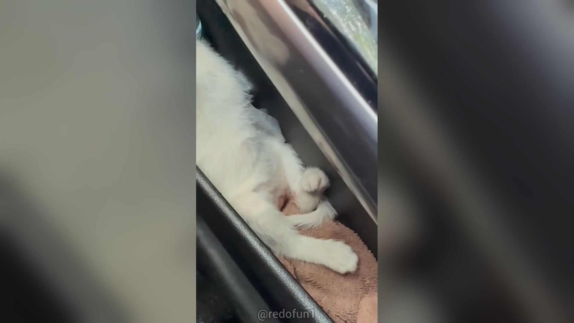 H2603009_We picked up kitty. #savekittens #cats #wiwiwi #ca