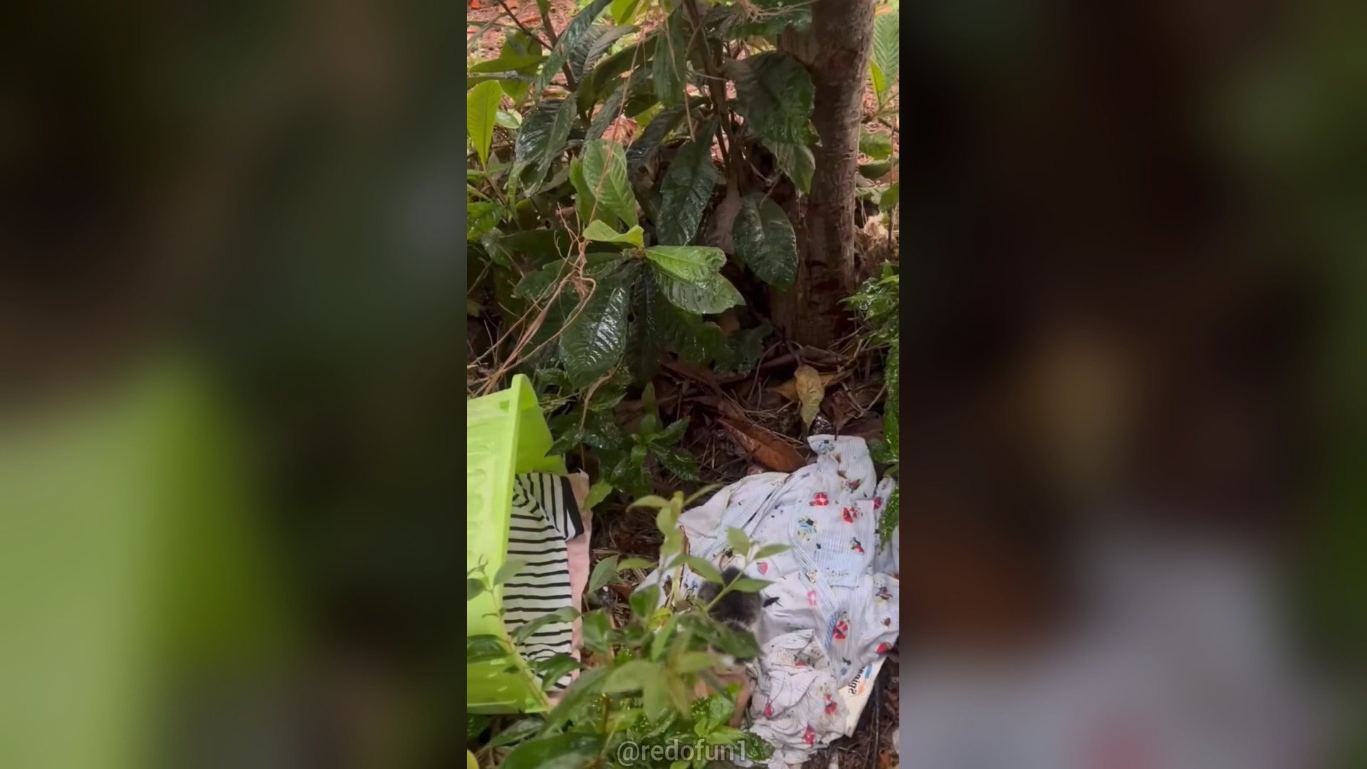 H2603010_Rescue kitten family homeless. #help #cute #kittyc