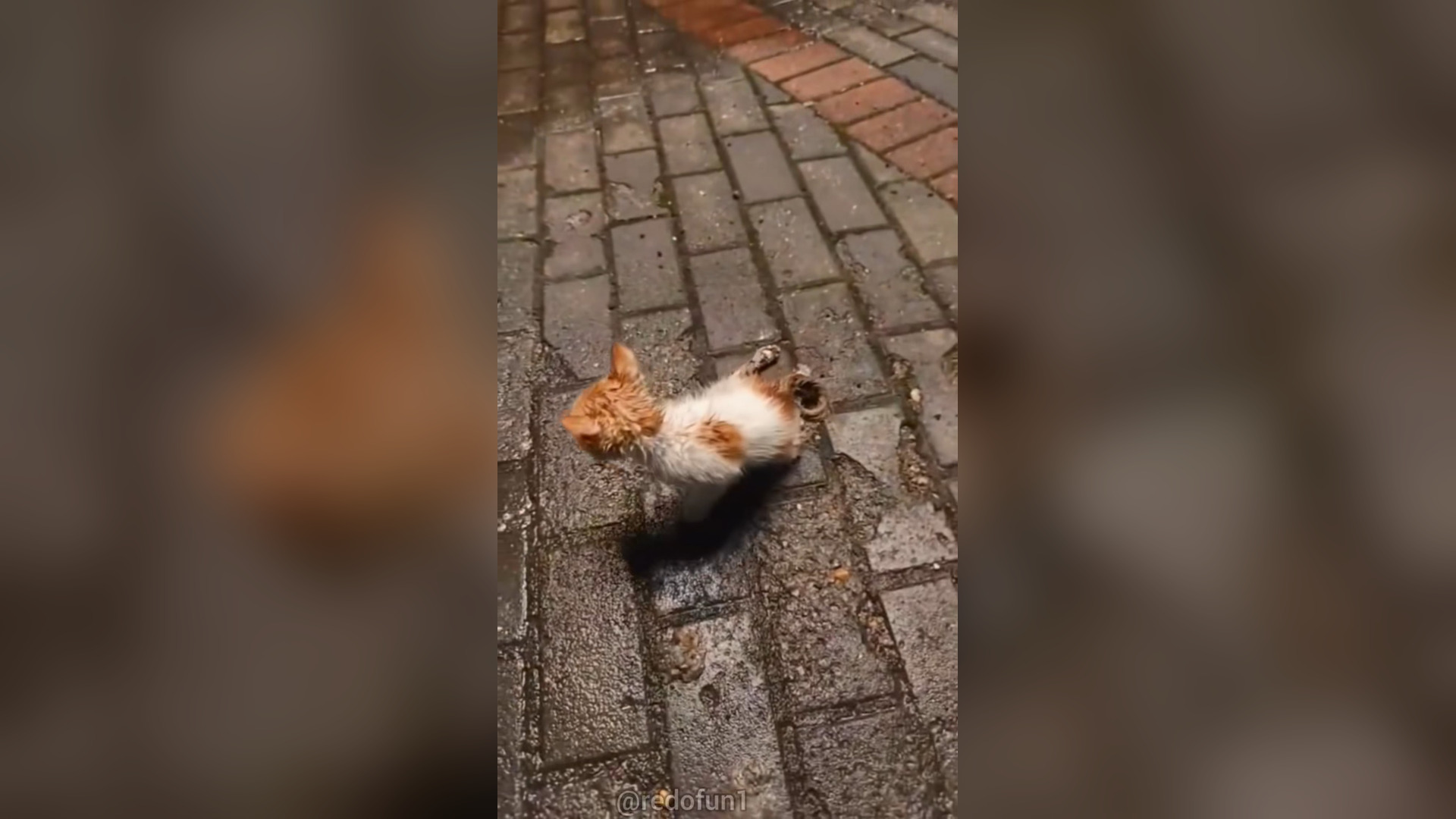 H2603014_Poor injured kitten saved.#help #cute #kittycat #f