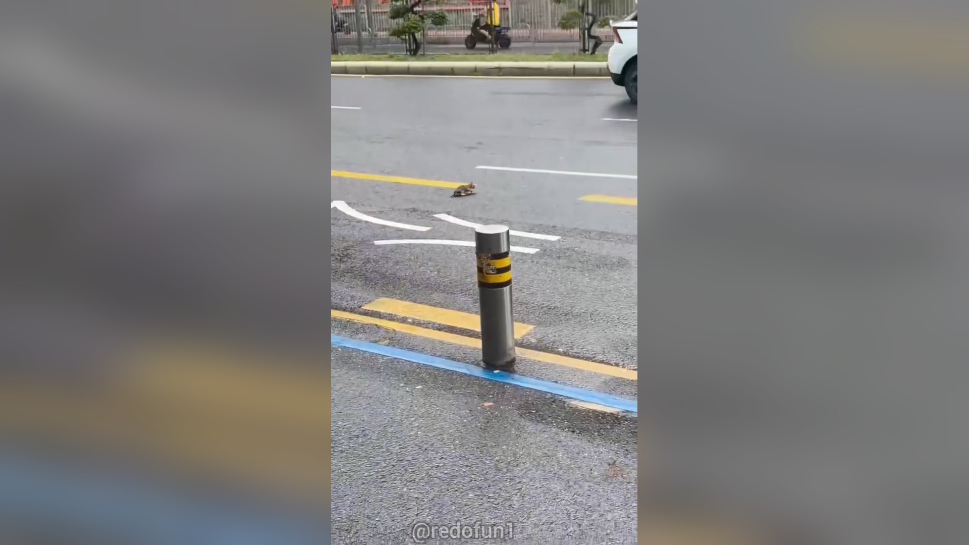 H2603016_Homeless kitten adopted.#help #cute #kittycat #fun