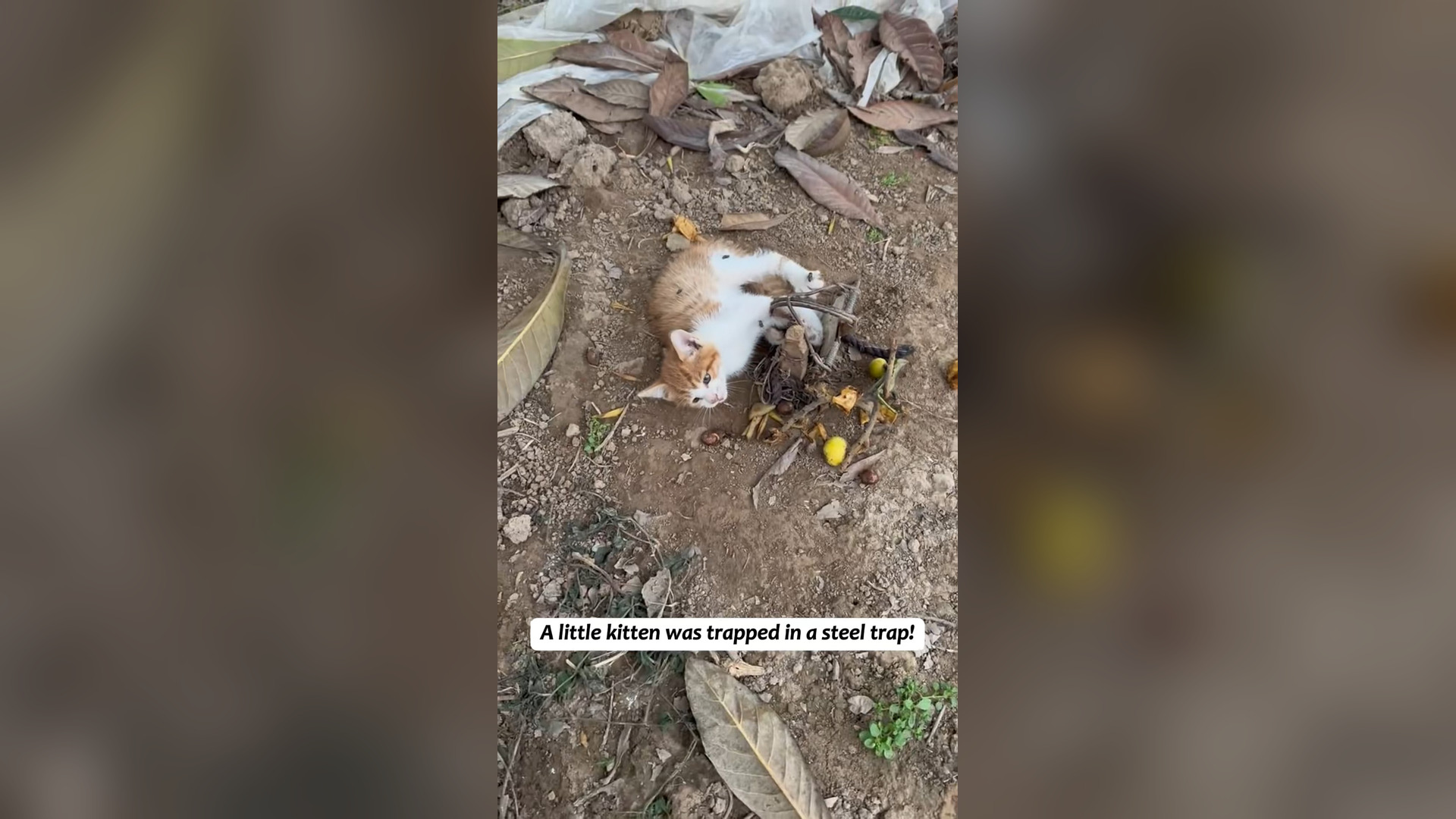 H2803028_poor kitten was caught in steel trap cou