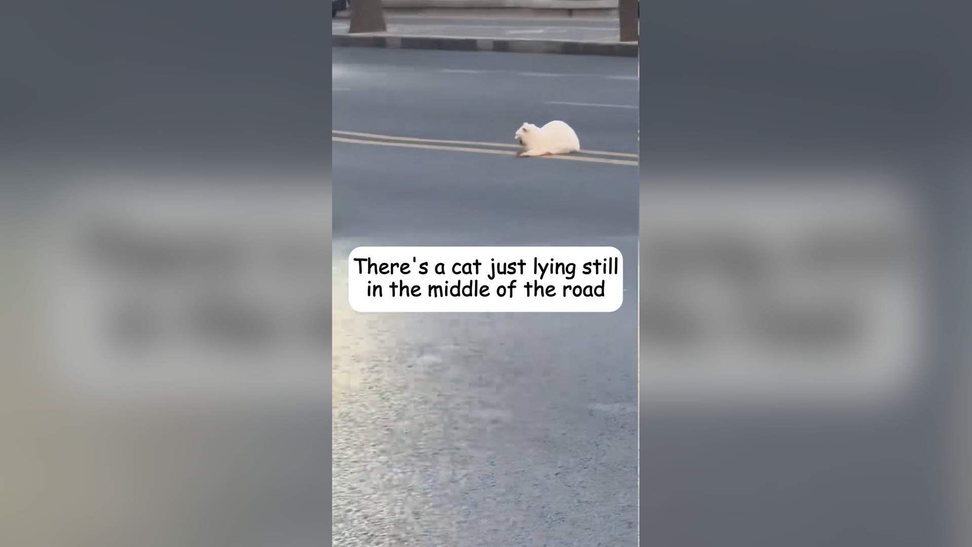 H2803032_little kitty who got hurt in car accide