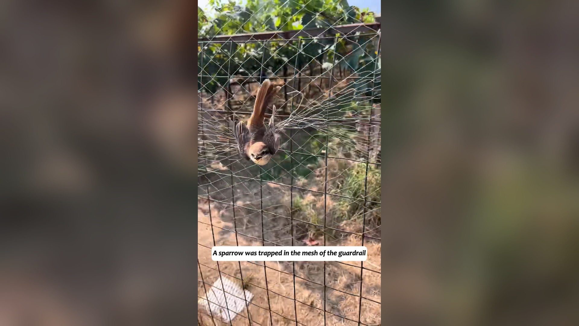 H2803033_rescued an injured sparrow guardrail,