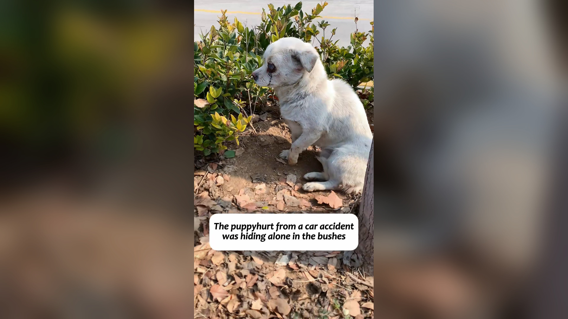 H2803035_irresponsible driver hit dog just lef