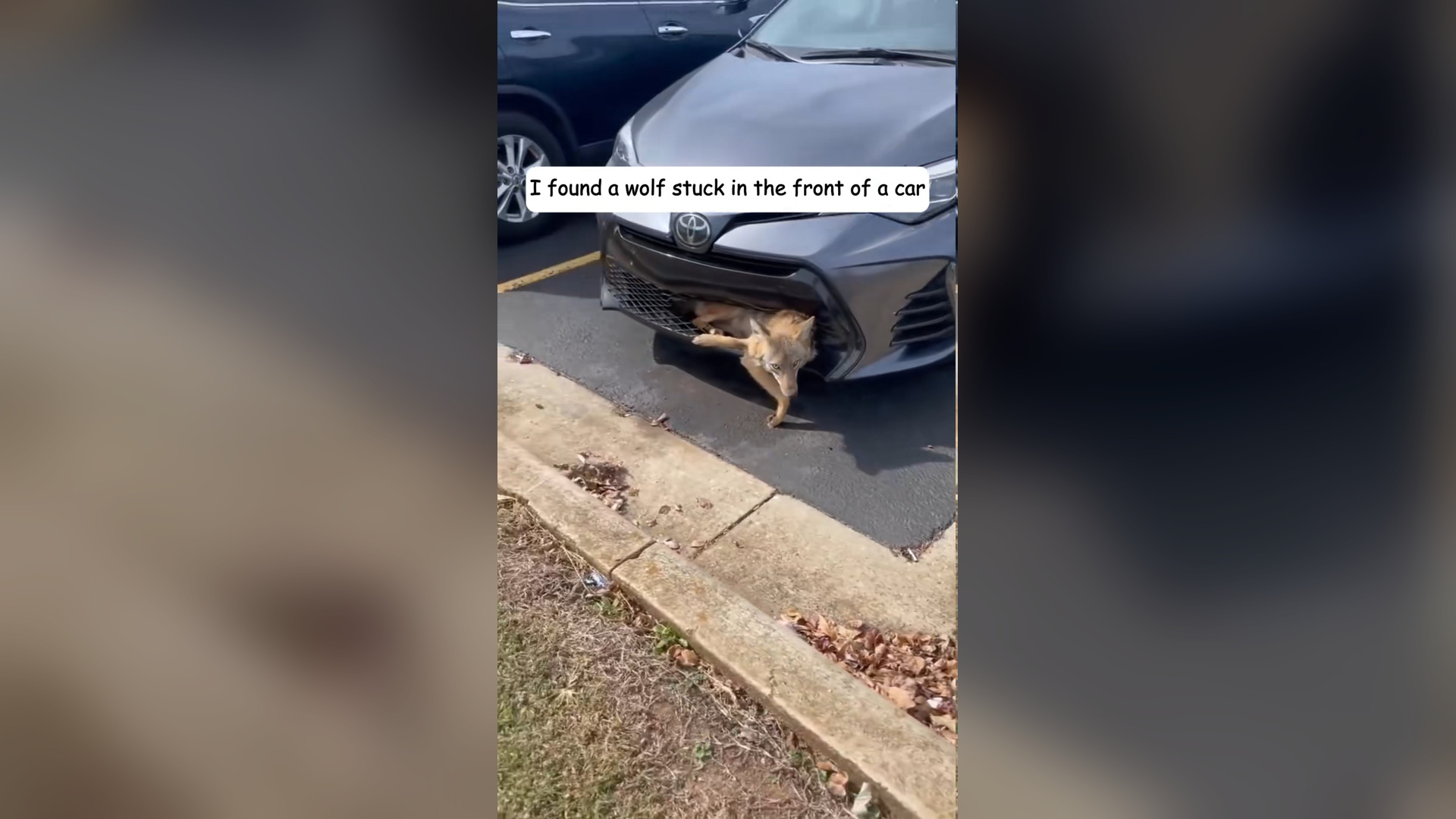 H2803036_rescued coyote trapped in front of car, an