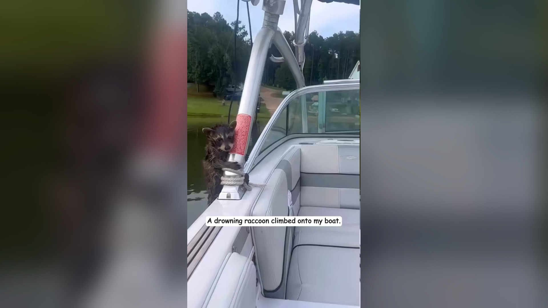 H2803038_rescued drowning raccoon climbed onto my