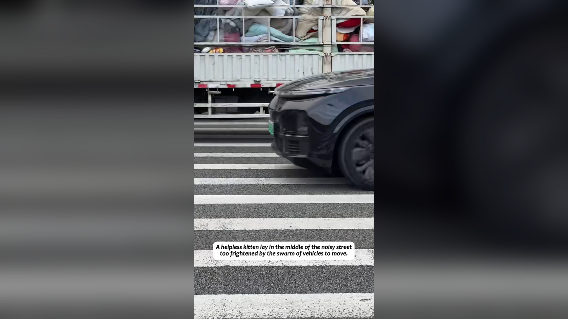 H2803042_helpless kitten lay in middle of noisy