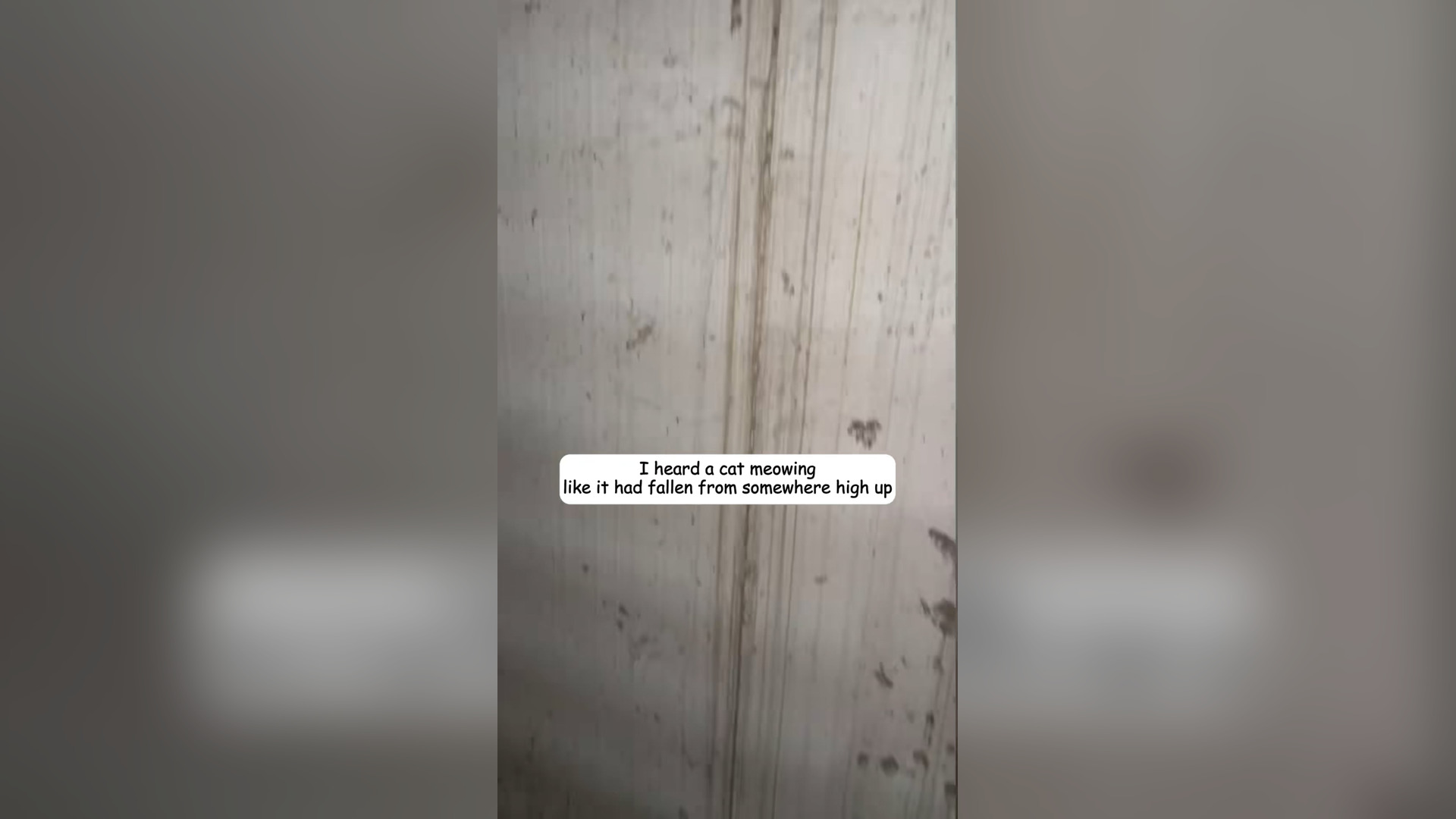 H2803046_found little kitten had fallen hig