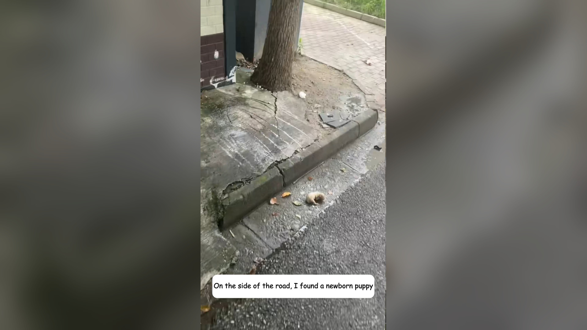 H2803050_On my way back home, found newborn puppy,