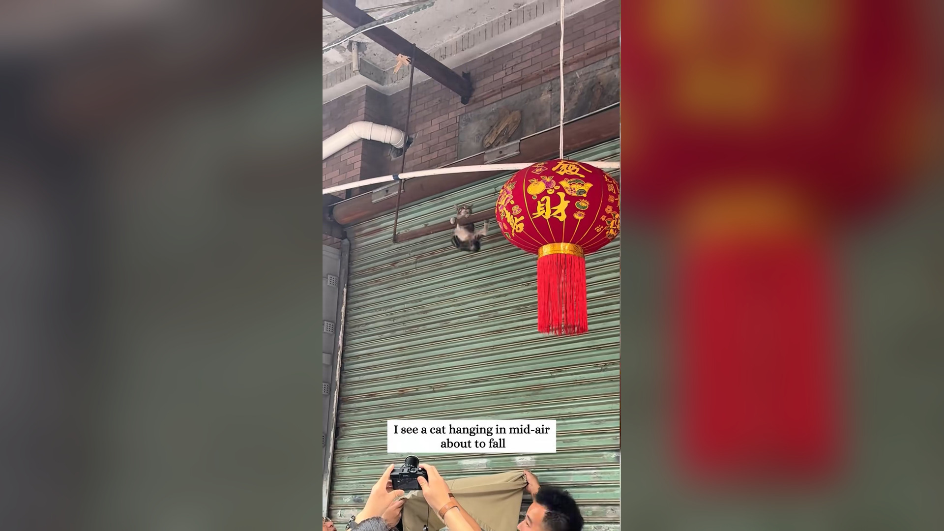 H2903011_Rescue a cat trapped at a high place and then #fyp #rescue #animals #animal #cat #cats #kitten #kitt