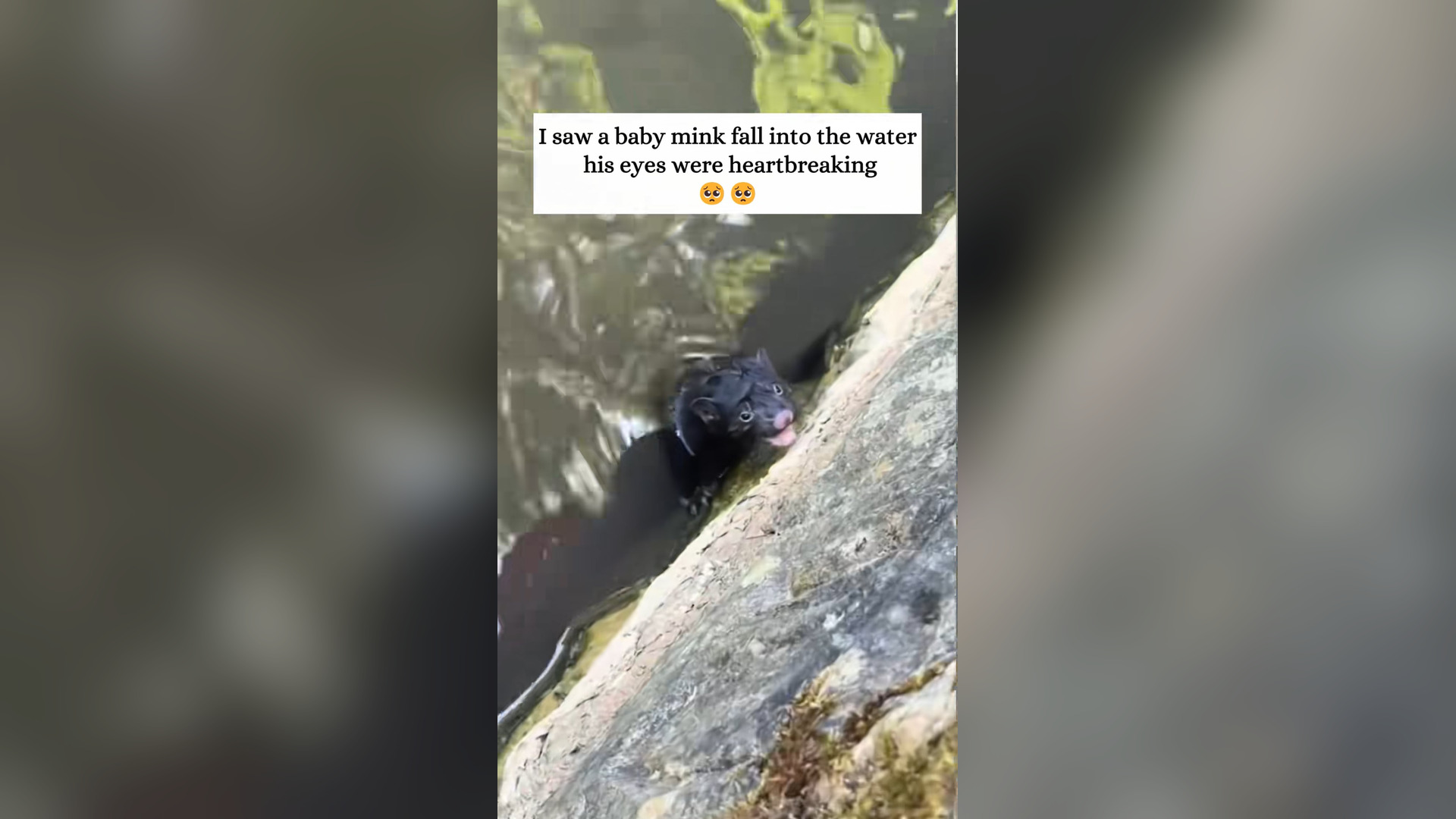H2903012_Rescue a drowning baby mink and then #fyp #rescue #animals #animal #mink