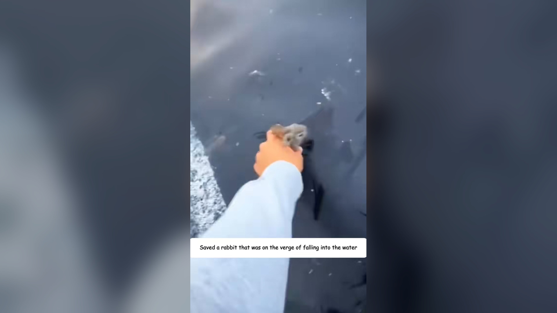 H2903011_By chance, saved little rabbit was drowni