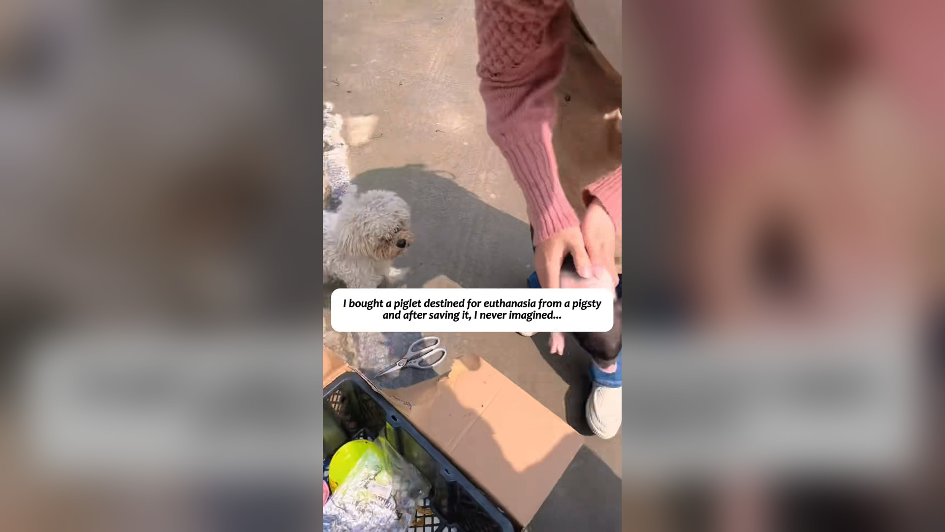 H2903012_bought piglet destined euthanasia